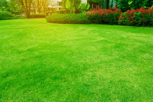 Cost of Grass Maintenance in Mesa
