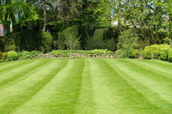Cost of Grass Care Service in Mesa