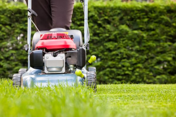 Cost of Grass Trimming Service in Mesa