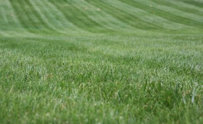 Business Lawn Maintenance detail